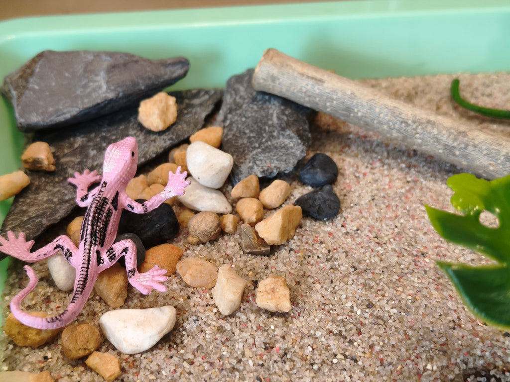 Terrarium Tuff Tray Kit