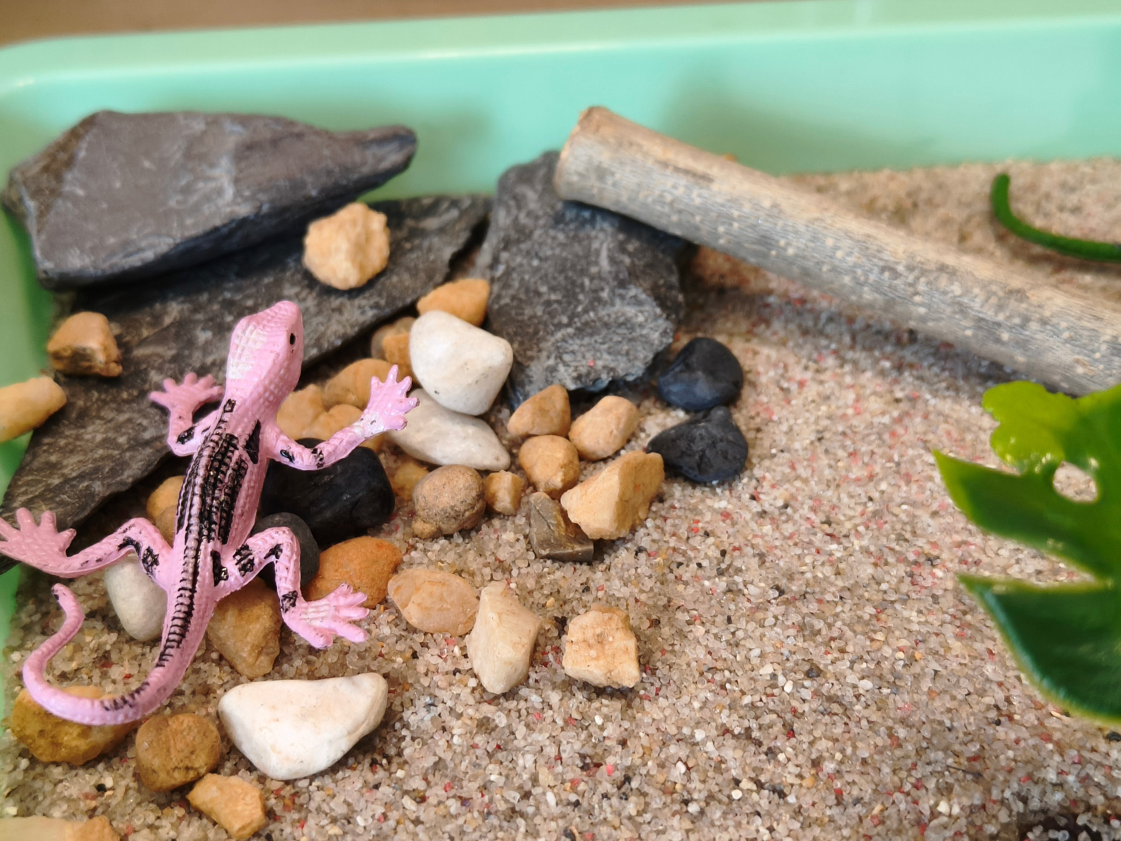 Terrarium Tuff Tray Kit